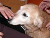 Therapiehunde Ausbildung (m/w/d)