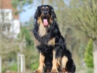 Cézar z Rajskeho kopce