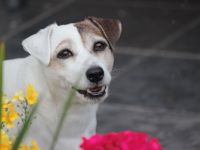 Tierwell Praxis für Hundephysiotherapie, Hundeosteopathie und Tierheilkunde