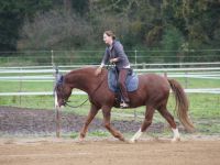 SaTi - Naturheilkunde für Pferde