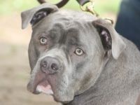 Big Boy Bulls Cooper