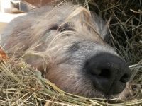 Wolfsblick mobile Hundeschule