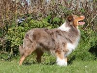 Compliment's a dreamed wild angel DNA-VP