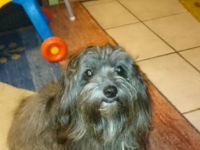 Woods von den funkelnden  Sternchen ( Hannes )