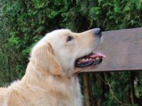 Barlow Gentle Music von den goldenen Meller Bergen