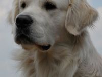 Ivy´s It`s Showtime Pete