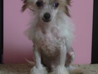 Fundoklia-völgyi Kaszanics