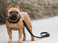 Diego von den bunten Strolchen