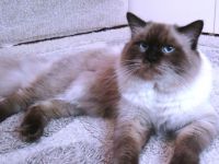 WUNDERSCHÖNE BIRMA GOLDBRAUN POINT JUNGER DECKKATER