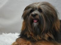 Patas de los Francos