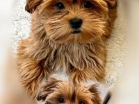 Freistetter Wölfchen