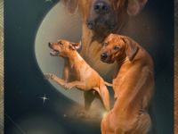 Acai vom Kiliansberg