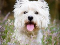 Internat. Multichampion Racing in the street " Ricky"