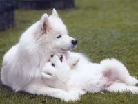 Samojeden von Meronhlare