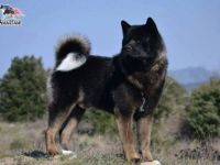 BEARFACTZ BLACK SHADOW "BLACKIE"