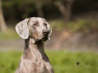 Christo ut de Buerschupp Aohlintel