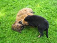 Hundeschule Siebenmeilenpfoten