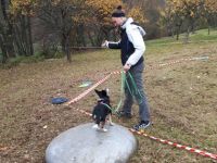 Minddog Kreistraining - jeden Samstag