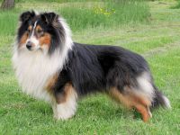 from the Olympic Mountains