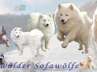 Odenwälder-Sofawölfen