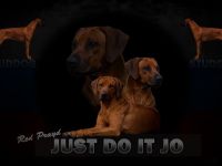 Multi Ch. Red Prayd Just Do It Jo aka Bruce