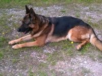 Figo Freiherr von Schloß Pauli