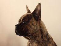vom Kerberos