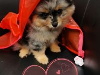 1 Pomeranianrüdenwelpe red,merle-tan Frau Hooper,Tel