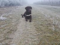 Collin vom Mühlenwald