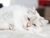 Yuventus Iz Lunnoy Serenady