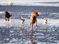 Tierphysiotherapie BewegungsTalent