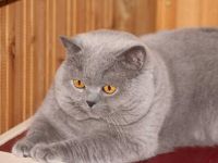 Paul von Obervieland