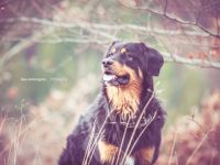 Duron vom Hovawartgut