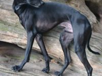 Poslusjnye Wihri Izumrud