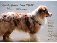 Aartal´s Gateway Arch DNA-VP "Mexx"