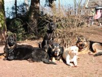 Danny`s Höllenhundeschule