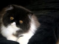 HIGHTIME-CATS