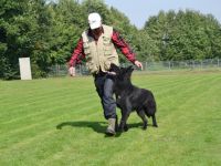 Verein für Deutsche Schäferhunde "OG Steinheim/Westf.