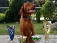 Especial of Skyrocket EUJW´15 BOB Crufts´17 BOB Multi