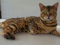 BENGAL DECKKATER