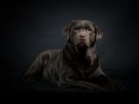 Felix von der Niersaue ( Charly )