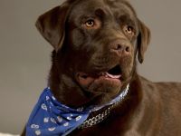 Traumhaft schöner Deckrüde Baro