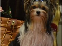 Zaylin Wonder of the World