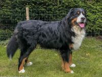 Emil vom Burgholzer Wäldchen