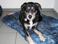 Hundepension Schwarze Berge