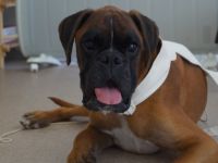 Tierheilpraxis Cornelia Köhler