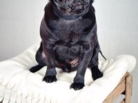 Adam vom kleinen Muck