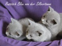 von der Silbertanne