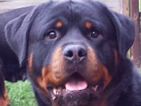 Drago vom heiligen Häuschen