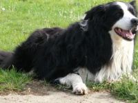 Agility Joy Applejack